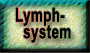  Lymph-

   system