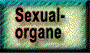  Sexual-

 organe